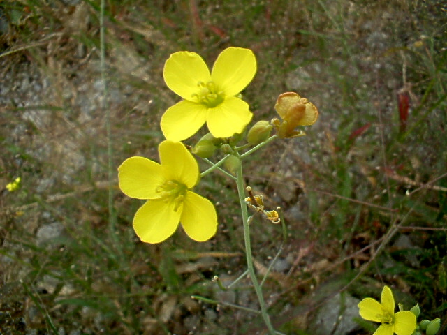 Silene gallica / Silene gallica